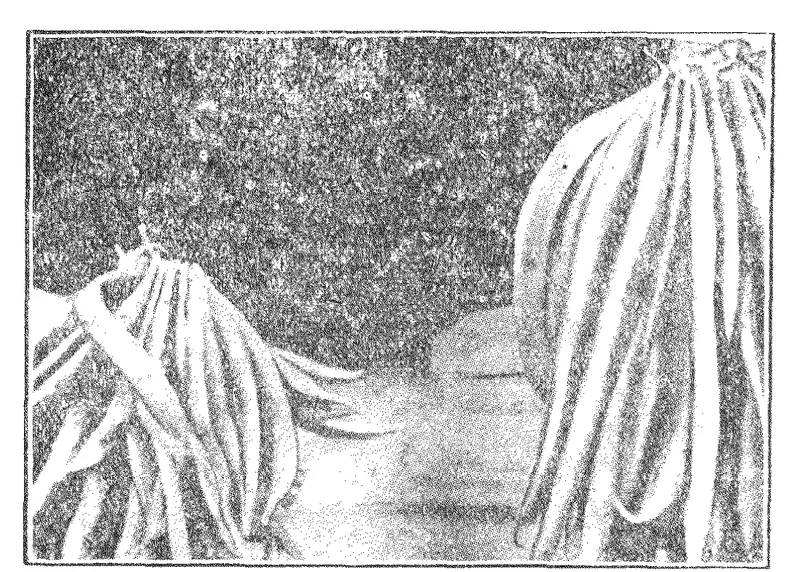 Halftone photograph from Christofleau's booklet of two hanging bunches of haricot beans, presented as manure-grown beans against beans credited to his apparatus