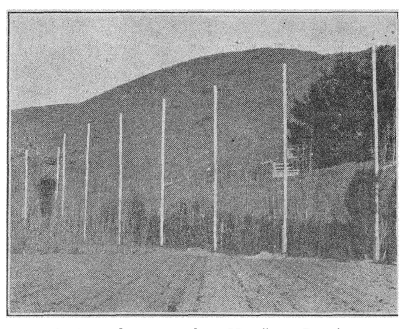 Old photograph of nine tall wooden poles in a nursery field beneath a wooded hill; Christofleau's booklet says every one carried his apparatus